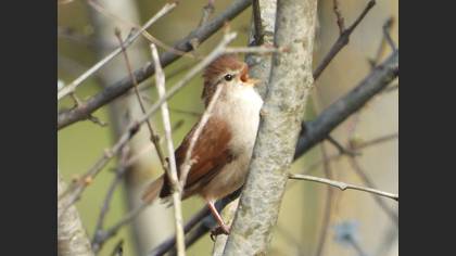 Cetti`s Warbler