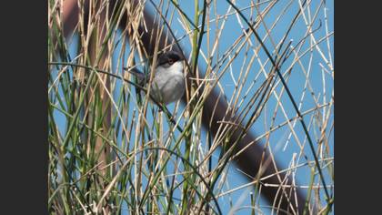 Sardinian Warbler