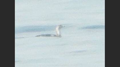 Red-throated Loon