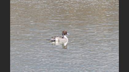Northern Pintail