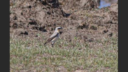 Northern Wheatear