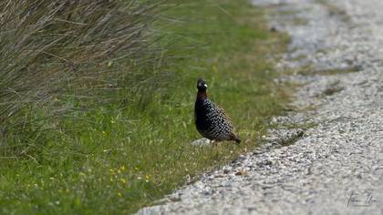 Black Francolin