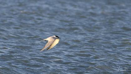 Little Tern