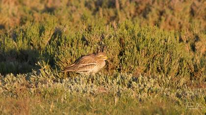 Eurasian Stone-curlew