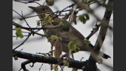 Song Thrush