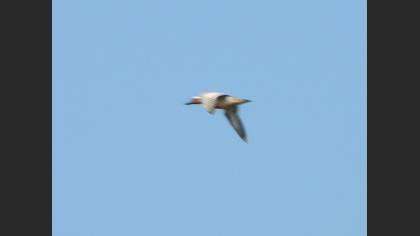 Garganey