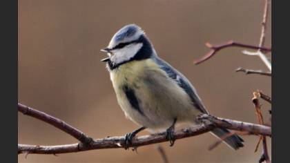 Eurasian Blue Tit