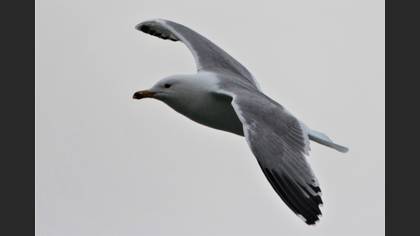 Armenian Gull
