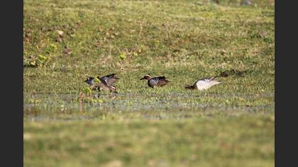 Garganey