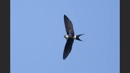 European Red-rumped Swallow