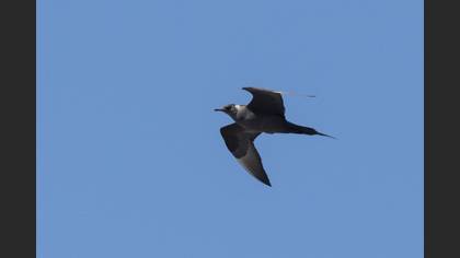 Parasitic Jaeger