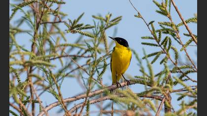 Western Yellow Wagtail