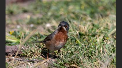 Subalpine Warbler