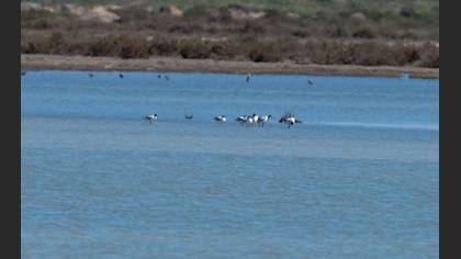 Pied Avocet