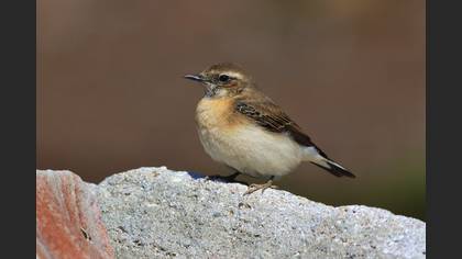 Isabelline Wheatear