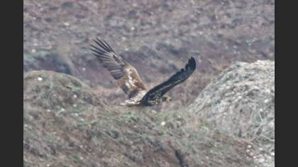 White-tailed Eagle