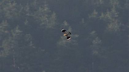 Common Hoopoe