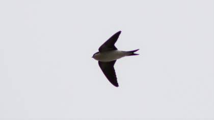 Western House Martin