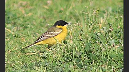 Western Yellow Wagtail