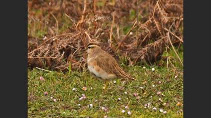 Eurasian Dotterel