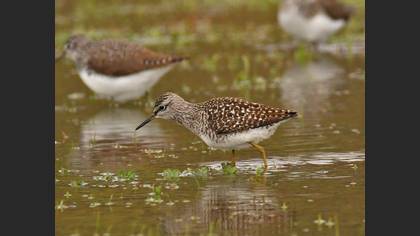 Wood Sandpiper