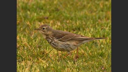 Buff-bellied Pipit