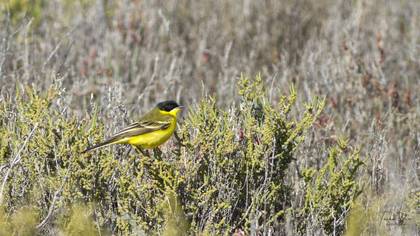 Western Yellow Wagtail