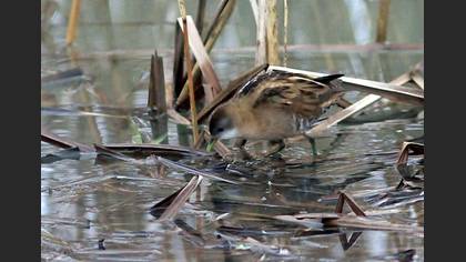 Little Crake