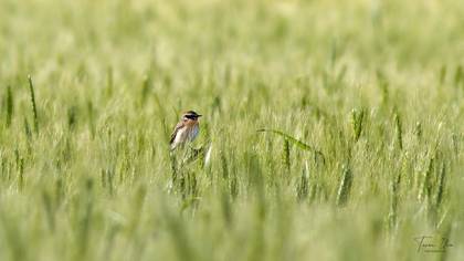 Whinchat