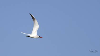 Caspian Tern