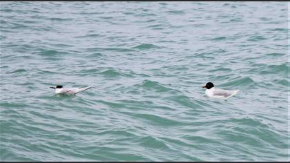 Mediterranean Gull