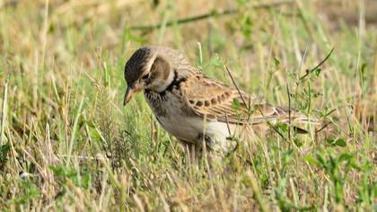 Calandra Lark