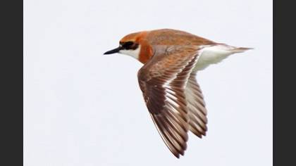 Greater Sand Plover