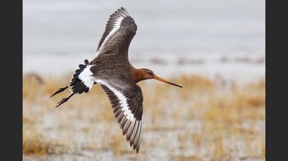 Black-tailed Godwit