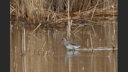Spotted Redshank