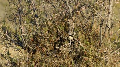 Cyprus Wheatear