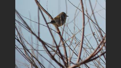 Common Whitethroat