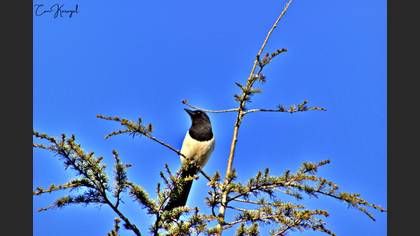 Eurasian Magpie