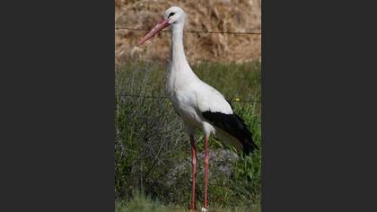 White Stork