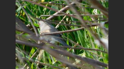 Subalpine Warbler