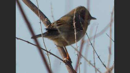 Common Whitethroat