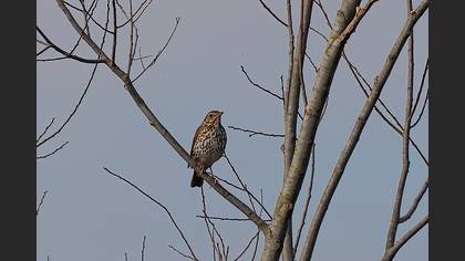 Song Thrush