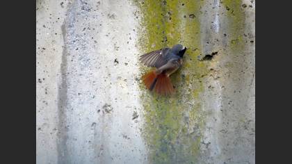 Common Redstart