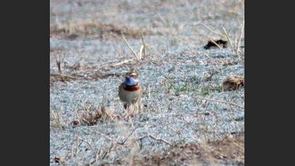 Bluethroat