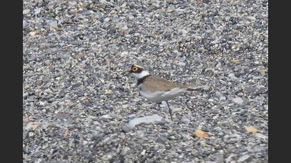 Little Ringed Plover