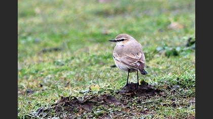 Isabelline Wheatear