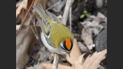 Common Firecrest