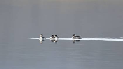 Black-necked Grebe