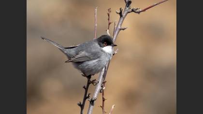 Sardinian Warbler