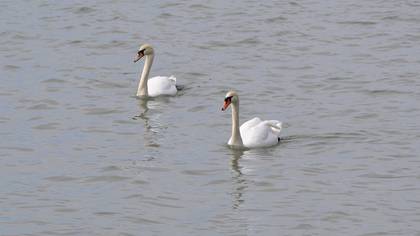 Mute Swan
